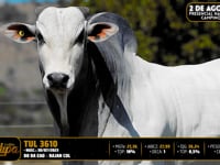 Lote 27
