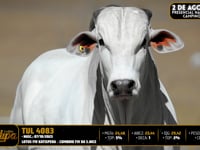 Lote 28
