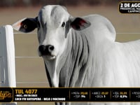Lote 36