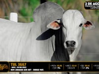 Lote 37