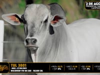 Lote 39