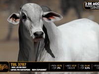 Lote 42