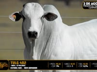Lote 45