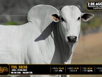Lote 46