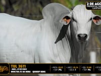 Lote 48
