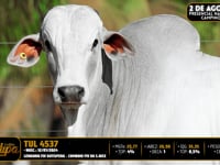 Lote 50