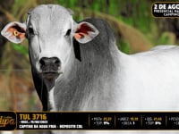 Lote 49