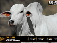 Lote 54