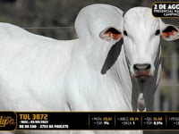 Lote 55