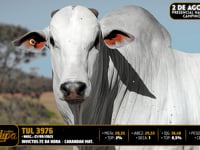 Lote 56