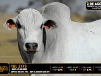 Lote 57