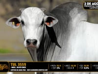Lote 60