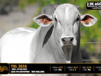 Lote 63