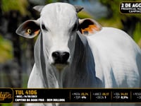 Lote 62