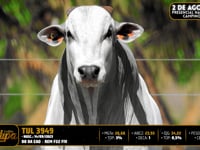 Lote 64