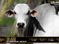 Lote 65