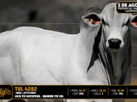 Lote 66