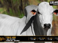 Lote 70