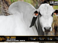 Lote 72
