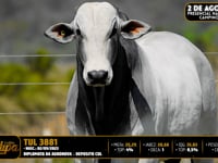 Lote 74