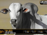 Lote 75
