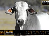 Lote 77