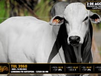 Lote 79