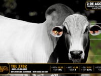 Lote 80