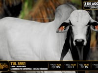 Lote 82
