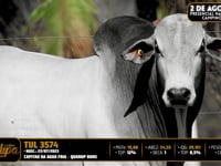 Lote 83