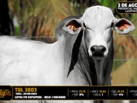 Lote 84