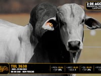 Lote 85