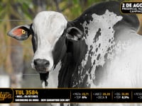 Lote 87