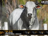 Lote 88