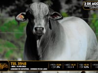 Lote 90