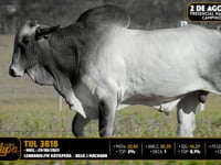 Lote 91