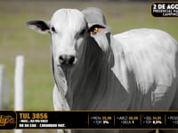 Lote 93