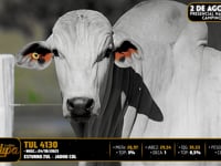 Lote 95