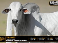 Lote 96