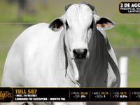 Lote 97