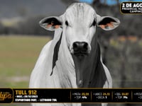 Lote 98