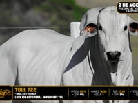 Lote 99