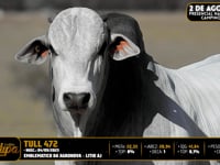 Lote 100