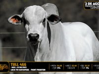 Lote 102