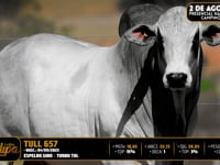 Lote 103