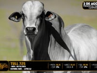 Lote 105