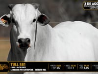 Lote 108