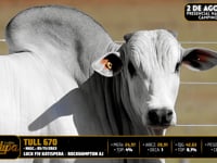 Lote 110
