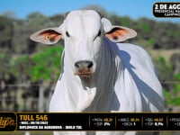 Lote 115