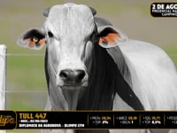 Lote 118